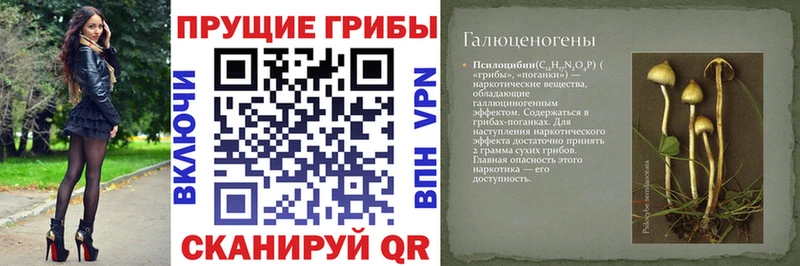 Псилоцибиновые грибы Psilocybe Валуйки